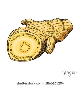 Cuted ginger root. Asian Chinese traditional medicine. Herb. Spicy condiment. Isolated illustration. Hand-drawn ink sketch
