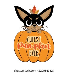 Cutest pumpkin ever - Cute Chihuahua puppy in pumpkin. Good for T shirt print, poster, card, label and other decoartion.