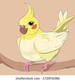 Cutie yellow girl cockatiel parrot