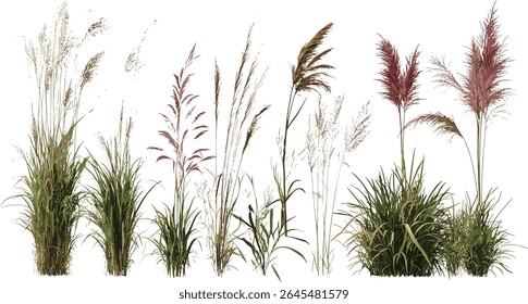 Coleção de recorte de Miscanthus purpurpurascens e Phormium cookianum tricol gramíneas ornamentais, ângulo frontal, ilustração vetorial, plantas exuberantes da borda do jardim, paisagem moderna verde