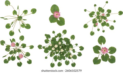 Cutout Nymphaea plants for garden design or landscaping from the top view