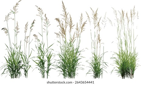 Cutout Panicum virgatum switchgrass and Stipa capillata grasses, vector illustration, natural prairie plants, meadow grass species, wild flora, botanical grass illustration, grassland vegetation.