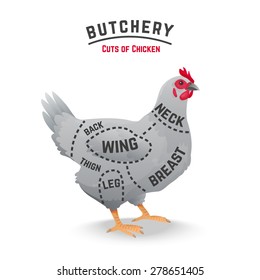 Cuts of chicken butcher diagram. Vector illustration