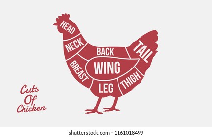 Cuts of Chicken. Meat cuts. Chicken silhouette isolated on white background. Vintage poster for meat, butcher shop. 