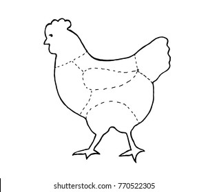 Cuts of Chicken on white background. Meat cuts. diagram and scheme - Chicken. Diagrams for butcher shop. Vector illustration.