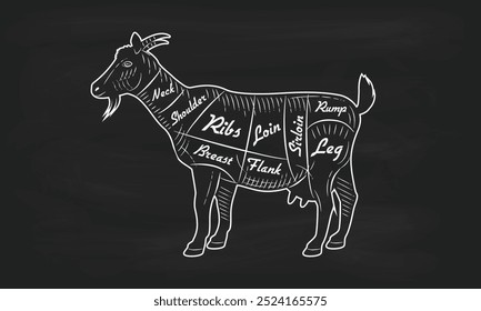 Pedaços de carne de cabra. Pedaços de caprinos. Diagrama guia do açougueiro. Cartaz vintage para açougue, loja de carne, supermercado, restaurante. Ilustração vetorial