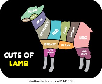 Cuts of Lamb. Poster Butcher diagram, scheme and guide - lamb. Vector illustration