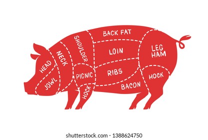 Cuts of meat, pig. Pork, butcher shop vector illustration