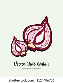 Cutted bulb red onion hand drawn vector illustration. Modern line ink vegetable onion halves illustration. Hand drawn vector bright red white onion isolated poster banner postcard logo icons sticker