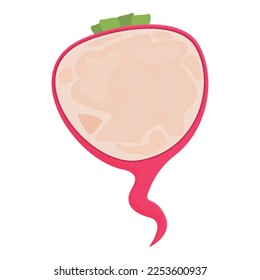 Cutted radish icon cartoon vector. Food plant. Diet fresh