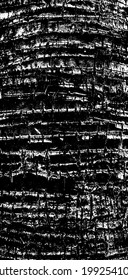 Cutted scars, chopped slits, groove saw notches, scabbed of coco bole. Solid damaged shell of palm tree stem. Old hard rind barrel, cracked husk pruning details. Broken crust of log shaft of 3D design