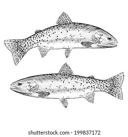 Cutthroat Trout Images, Stock Photos & Vectors 