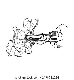Cutting grapes with scissors. Hand drawn picture.