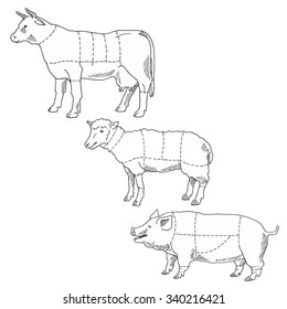 Cutting meat - cow, sheep, pig, vector illustration, drawing gravure