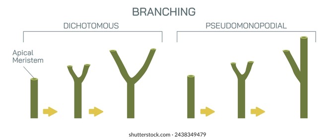 Cutting a stem to a bud or a branch of a plant is called branching and pruning. By cutting to an outside bud, the new shoots will not grow through the interior of the plants Vector illustration.