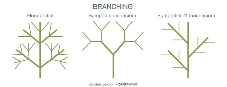 Cutting a stem to a bud or a branch of a plant is called branching and pruning. By cutting to an outside bud, the new shoots will not grow through the interior of the plants Vector illustration.