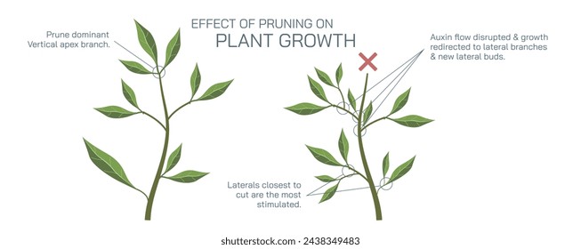 Cutting a stem to a bud or a branch of a plant is called branching and pruning. By cutting to an outside bud, the new shoots will not grow through the interior of the plants Vector illustration.