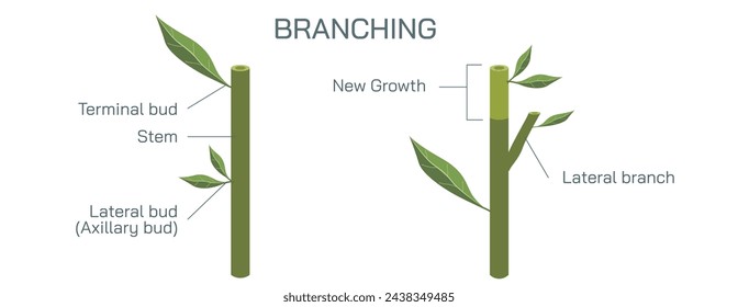 Cutting a stem to a bud or a branch of a plant is called branching and pruning. By cutting to an outside bud, the new shoots will not grow through the interior of the plants Vector illustration.