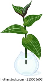 Cutting of wandering Jew plant (Tradescantia fluminensis) with green leaves in glass vase with water isolated on white background