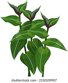 Recortes vagabundos de la planta judía (Tradescantia fluminensis) con hojas verdes aisladas en fondo blanco