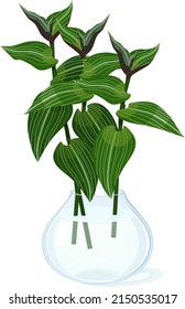 Cuttings of wandering Jew plant (Tradescantia fluminensis) with green leaves in glass vase with water isolated on white background