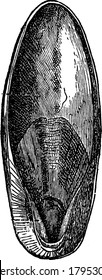 Cuttlebone is the flattened oval internal skeleton of the cuttlefish, vintage line drawing or engraving illustration.