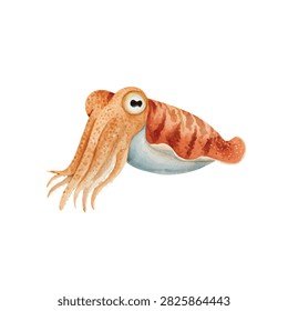 Cuttlefish with big round eye swimming free