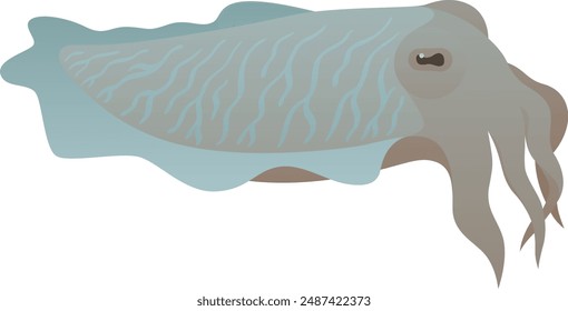 Cuttlefish or cuttle isolated vector illustration. Marine underwater animal clip art. Sea ocean life.