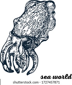 cuttlefish, hand drawing vector illustration isolated on white background