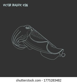 Cuttlefish icon line element. Vector illustration of cuttlefish icon line isolated on clean background for your web mobile app logo design.