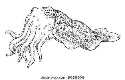 Cuttlefish isolated on white background. Vintage vector hatching monochrome black illustration. Hand drawn design in a graphic ink style.