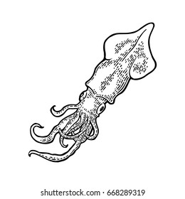 Cuttlefish isolated on white background. Vintage black vector engraving illustration. Hand drawn in a graphic style.