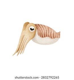 Cuttlefish with long tentacles and eye