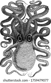 Cuttlefish is a marine animals and cephalopods of the order Sepioidea, it has large head with small tentacles, vintage line drawing or engraving illustration.