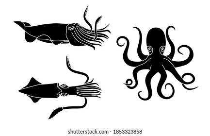 Cuttlefish, squid and octopus, 3 drawings in black silhouettes of sea animals with tentacles.