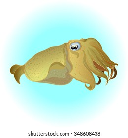 Cuttlefish vector drawing. Edible marine mollusk with tentacles isolated on white background.