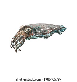 Cuttlefish. Vintage hatching vector color illustration. Isolated on white background.