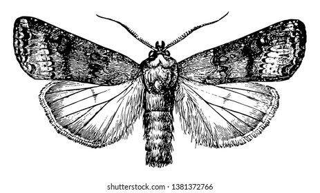 Cutworm Moth is a group of insects related to butterflies, vintage line drawing or engraving illustration.
