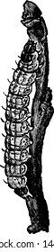 Cutworm, vintage engraved illustration drawing