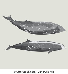 CUVIER'S BEAKED WHALE (ziphius cavirostris). Marine mammal illustration collection (vector illustration)