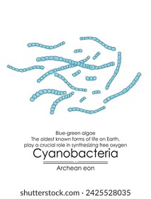 Cyanobacteria, or blue green algae, are among the oldest known forms of life on Earth from the Archean eon. They played a crucial role by producing oxygen through photosynthesis.