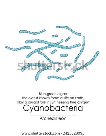 Cyanobacteria, or blue green algae, are among the oldest known forms of life on Earth from the Archean eon. They played a crucial role by producing oxygen through photosynthesis.