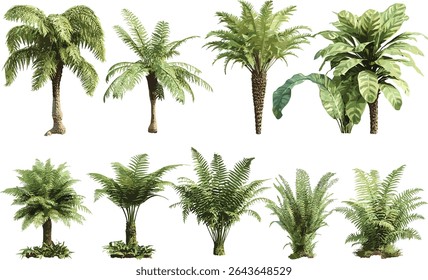 Cyathea lepifera brush pot tree isolated cutout, Sphaeropteris lepifera tree vector illustration, tropical plant, lush green foliage, rainforest vegetation, nature element.