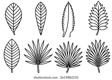 Cycad Leaf Line Art Detailed Sketch for Nature Illustration Creation  