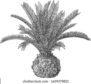 Cycad plant illustration, drawing, engraving, ink, line art, vector