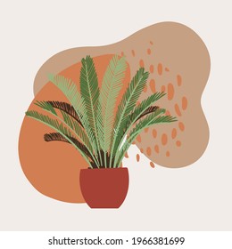 Cycas. Indoor plant in a pot. Modern spots for text delicate colors.