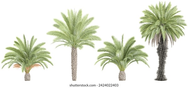 Cycas,Date palm Trees isolated on white background