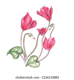 Cyclamen flower drawing, botanical floral bouquet painting