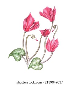 Cyclamen flower drawing, botanical floral bouquet painting