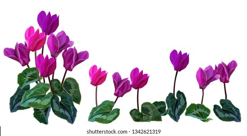 Cyclamen flower vector illustration